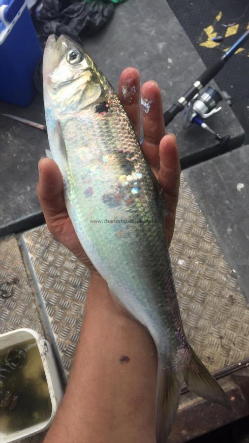 2 lb Allis Shad by Unknown