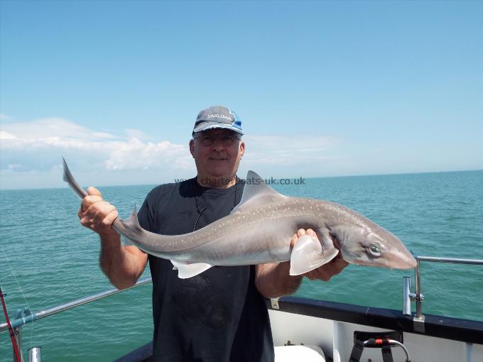 2 oz Smooth-hound by Unknown