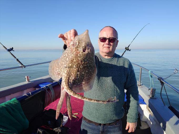 5 lb Thornback Ray by Paul