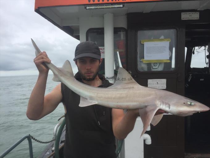 12 lb Smooth-hound (Common) by Unknown