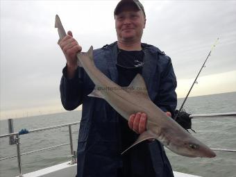 6 lb 5 oz Starry Smooth-hound by Alex