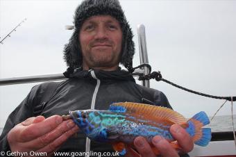 1 lb Cuckoo Wrasse by Rich