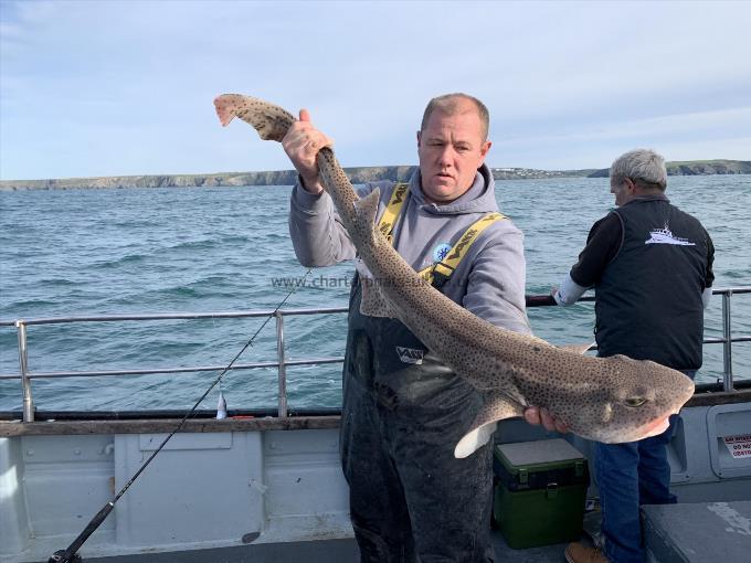 17 lb 4 oz Bull Huss by Lawrence Dawber