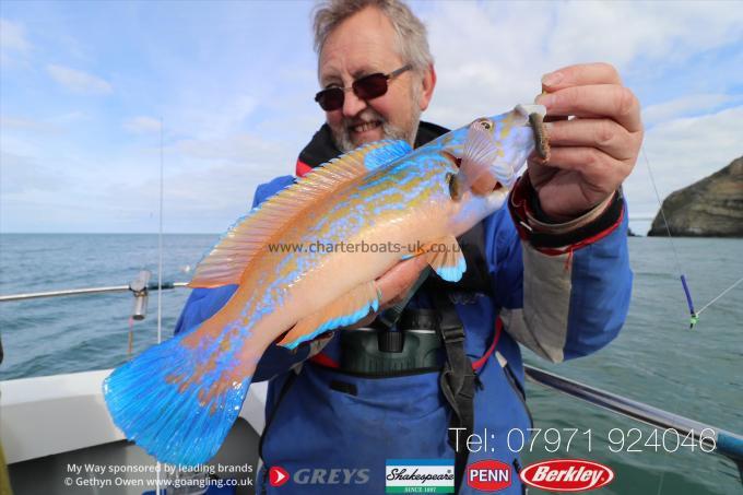 1 lb Cuckoo Wrasse by Paul