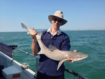 10 lb Starry Smooth-hound by Unknown