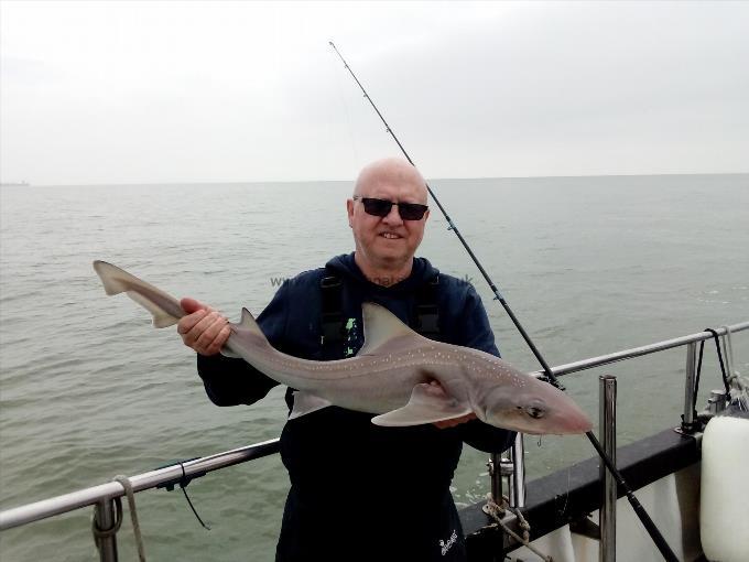 2 oz Starry Smooth-hound by Unknown