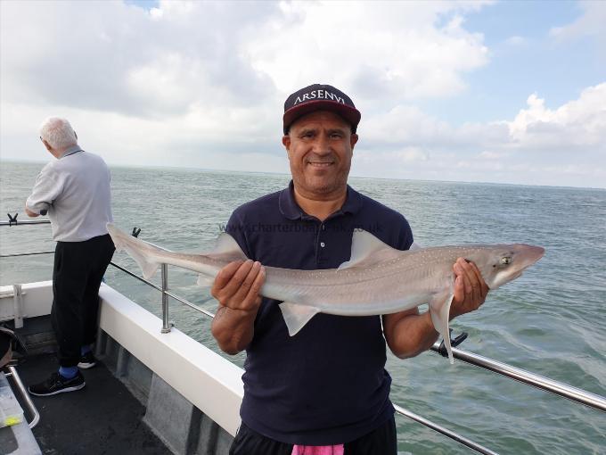 7 lb 8 oz Starry Smooth-hound by Bob Marshall