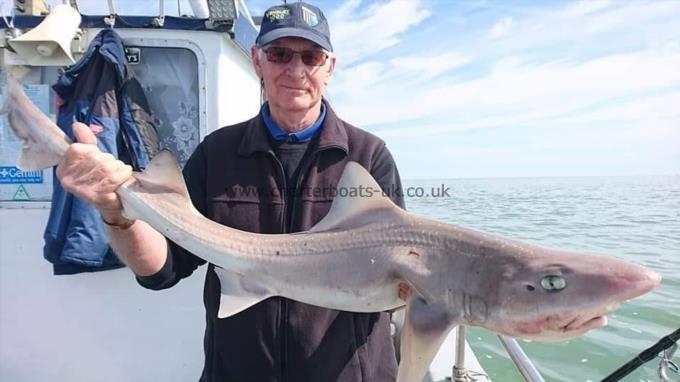 10 lb 5 oz Smooth-hound (Common) by Roger From Kent