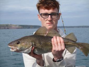 3 lb Cod by Unknown