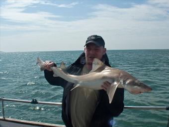 16 lb Starry Smooth-hound by Carl the Toffee