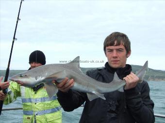 10 lb Starry Smooth-hound by Unknown