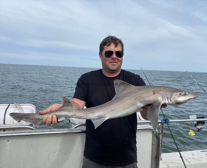 8 lb Smooth-hound by Unknown