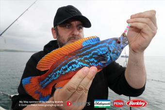 1 lb 8 oz Cuckoo Wrasse by Pete