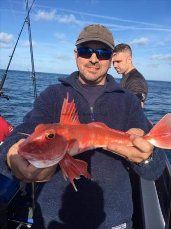 1 lb 15 oz Red Gurnard by Unknown