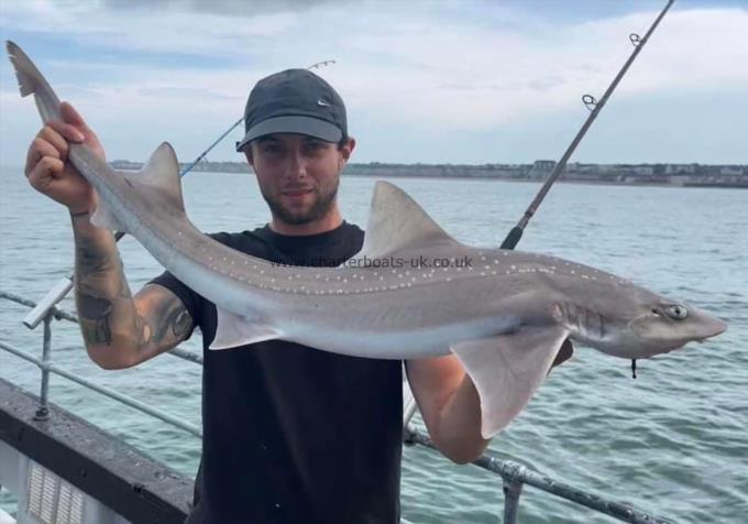 10 lb Starry Smooth-hound by Unknown