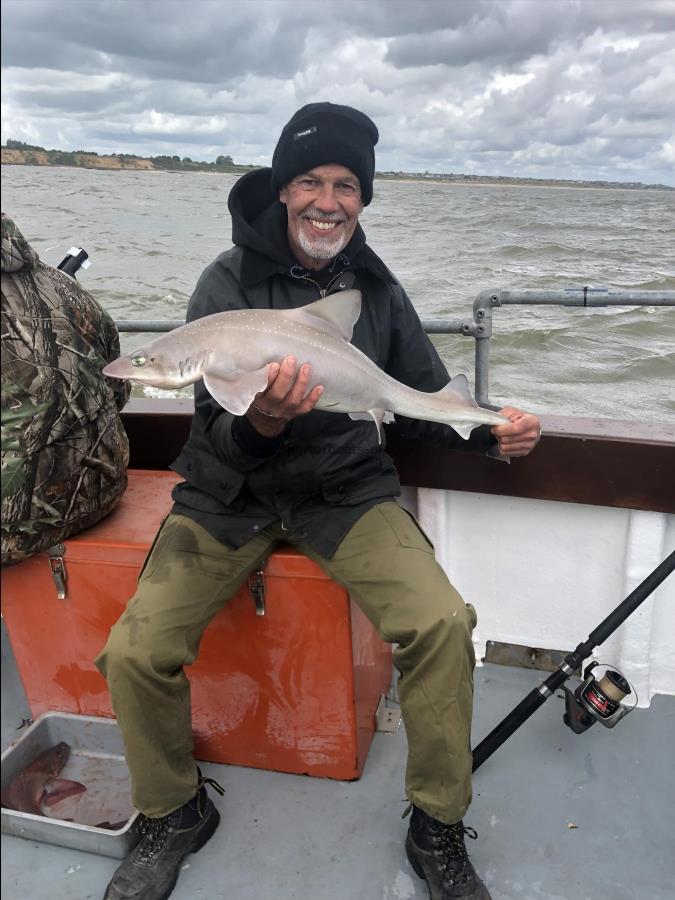 7 lb 6 oz Smooth-hound by Unknown