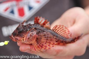 8 oz Short-spined Sea Scorpion by Harry