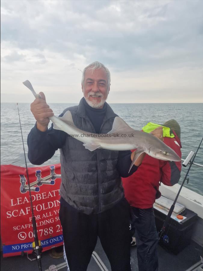 7 lb Smooth-hound (Common) by Andreas