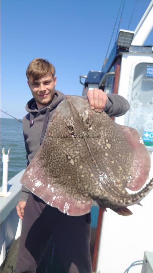 17 lb Thornback Ray by Harry from kent