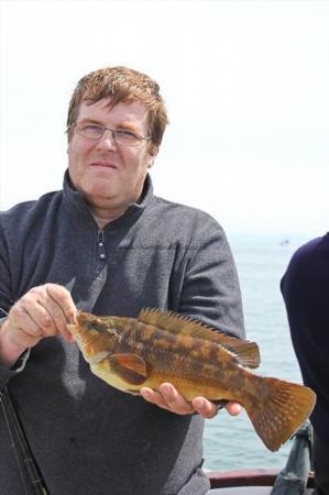 2 lb Ballan Wrasse by Dave