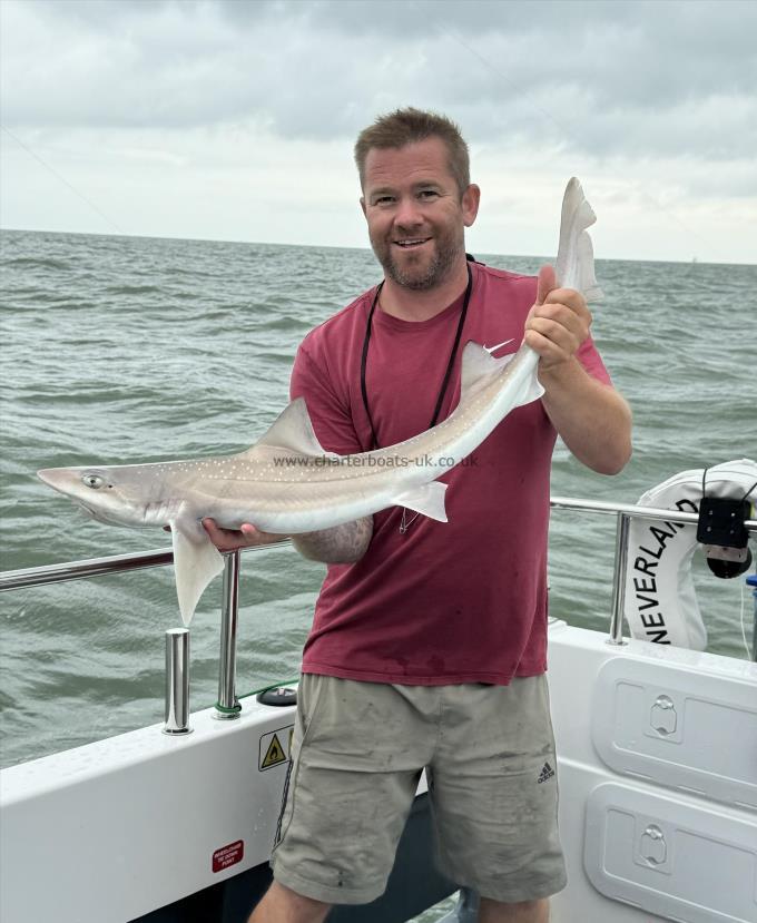 7 lb Starry Smooth-hound by Shane
