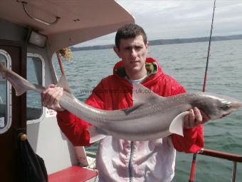 16 lb 8 oz Starry Smooth-hound by Ricky Clements