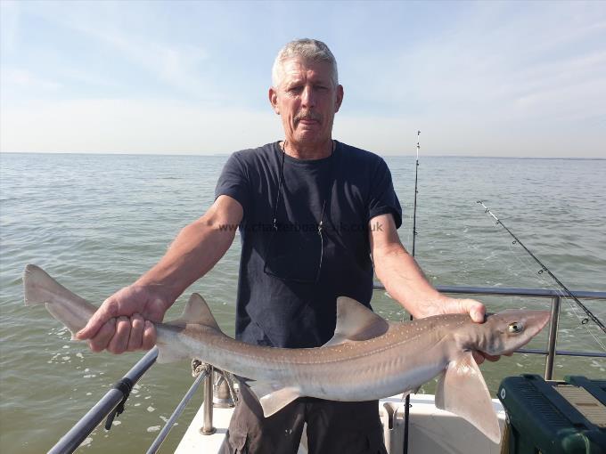 7 lb Starry Smooth-hound by Bob Marshall