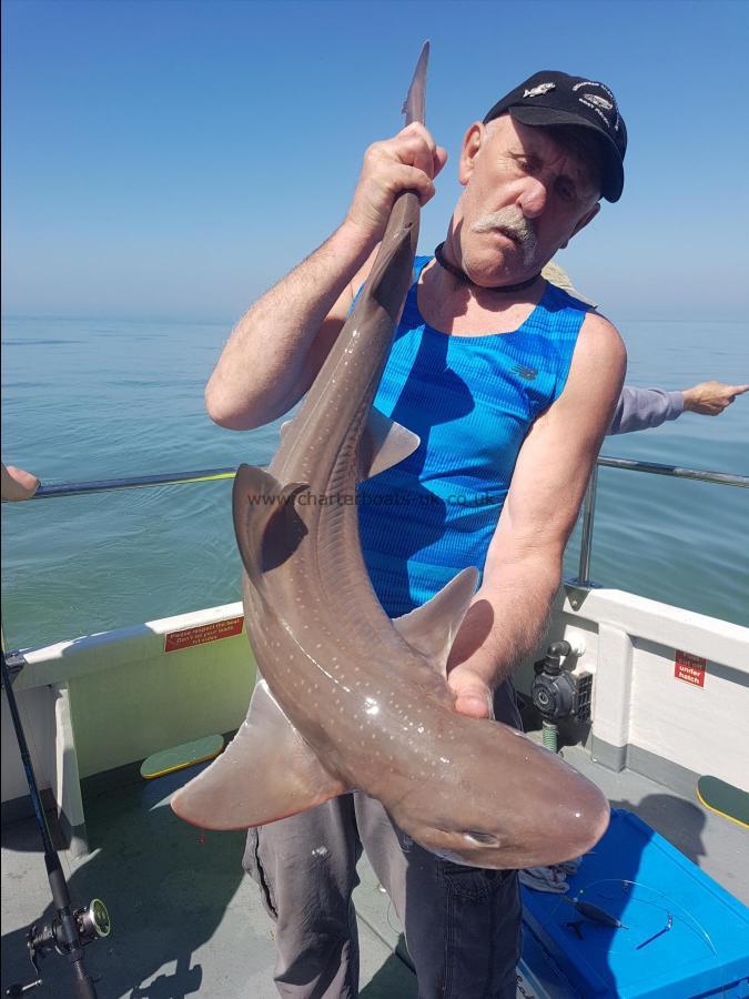 24 lb 4 oz Starry Smooth-hound by Unknown