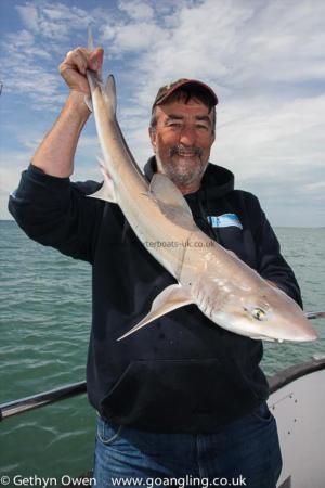 12 lb Starry Smooth-hound by Midge