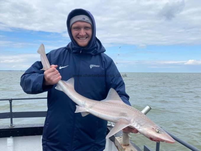 7 lb Smooth-hound by Unknown