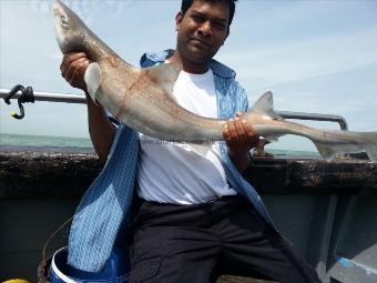 14 lb 6 oz Starry Smooth-hound by Rav