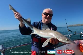 7 lb Starry Smooth-hound by Mike T