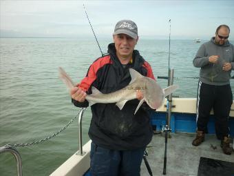 9 lb Smooth-hound (Common) by ian bridges