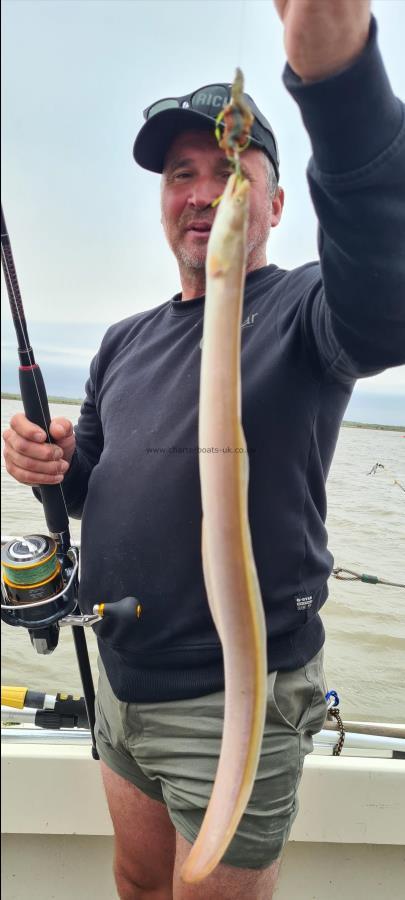 1 lb 3 oz European Eel by Dave