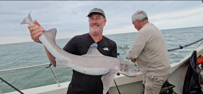12 lb Starry Smooth-hound by Pete