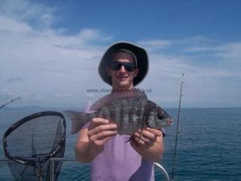 1 lb 8 oz Black Sea Bream by Unknown