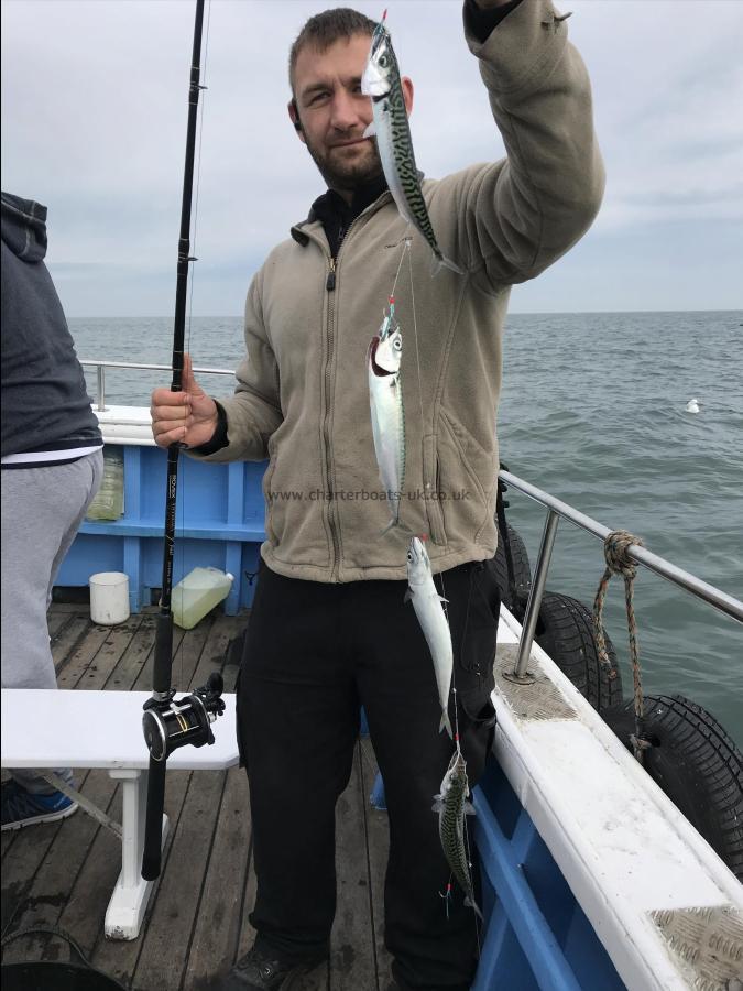 1 lb Mackerel by Edgar from hull , mackerels