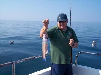 1 lb 6 oz Cuckoo Wrasse by Woody