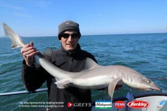 21 lb Starry Smooth-hound by Mark