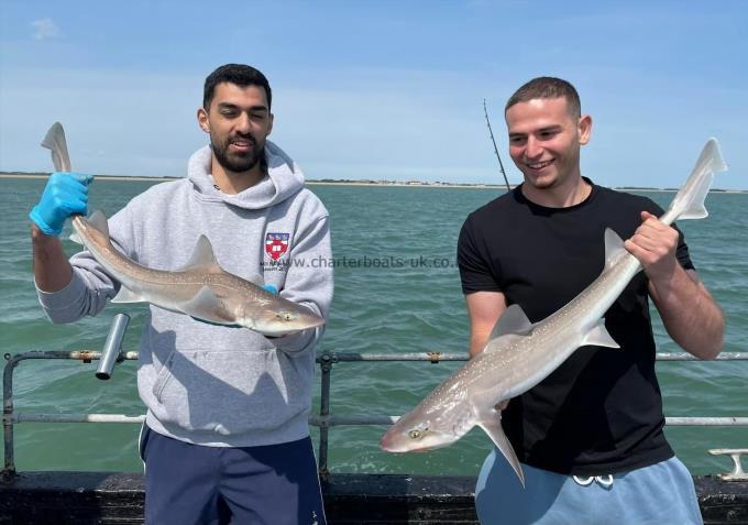 5 lb Smooth-hound by Unknown
