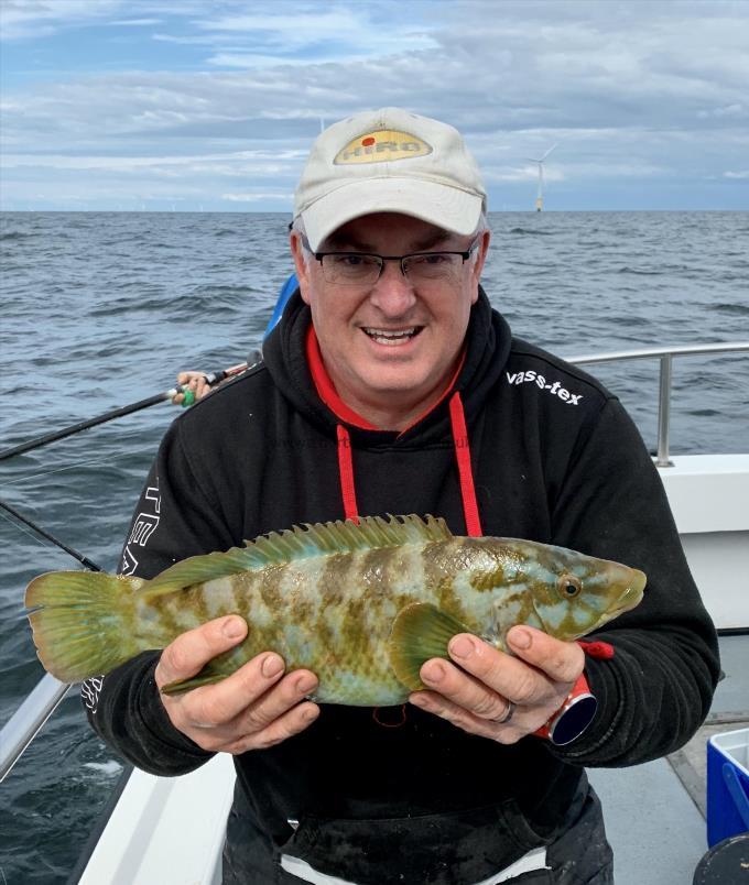 1 lb Ballan Wrasse by Unknown