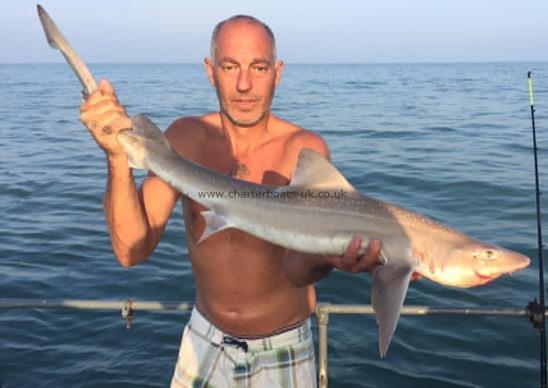 8 lb Smooth-hound by Unknown
