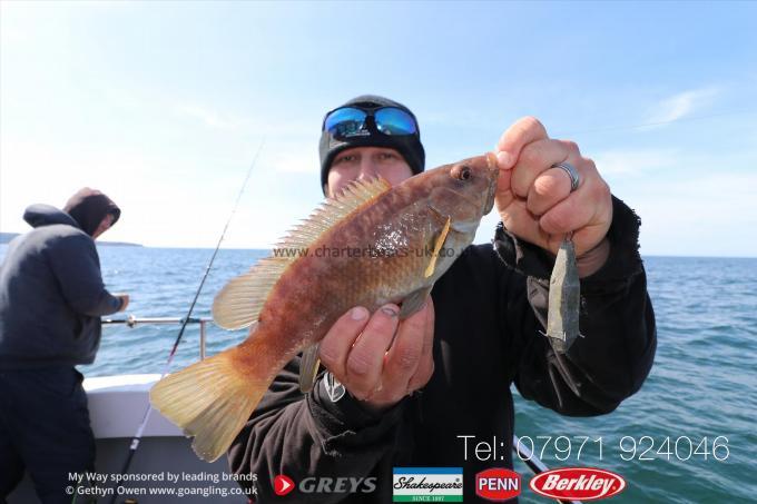 2 lb Ballan Wrasse by Jon