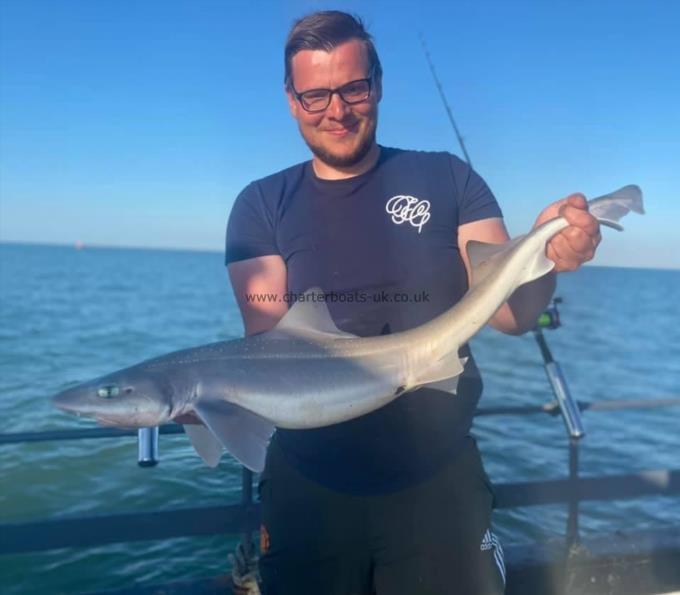 10 lb Smooth-hound by Unknown