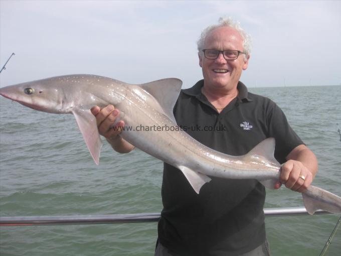 15 lb 2 oz Smooth-hound (Common) by Unknown