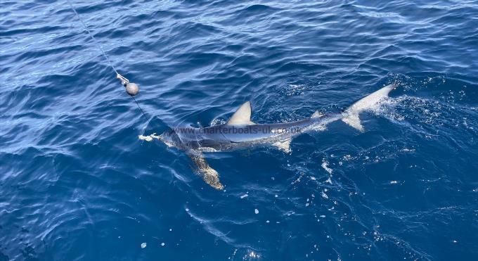 120 lb Blue Shark by Unknown