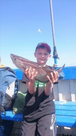 4 lb 2 oz Pollock by Unknown