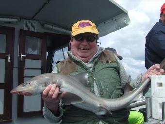 9 lb 7 oz Starry Smooth-hound by Unknown