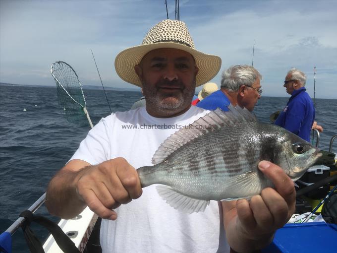 1 lb 8 oz Black Sea Bream by Ivan