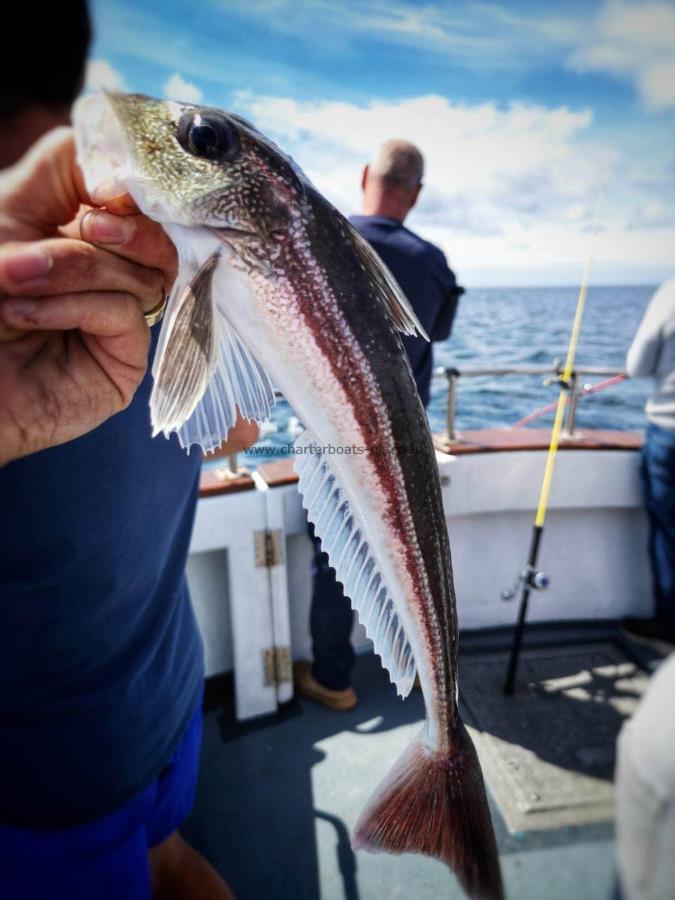 8 oz Grey Gurnard by Unknown